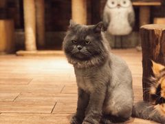 -more than meow吴止猫主题餐厅(承德 中船汇店)