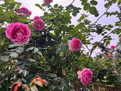 -人民公园(罗湖区)