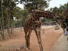 -清迈夜间动物园