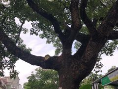-黄埔古港
