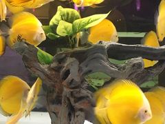-中环花鸟鱼虫市场