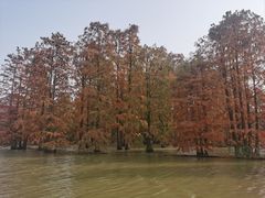 -池杉湖湿地公园