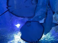 -海合安武汉极地海洋公园