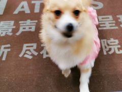 -大光明丽星VIP影城(昌里路杜比全景声店)