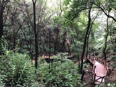 -大岭沟猕猴桃谷风景区