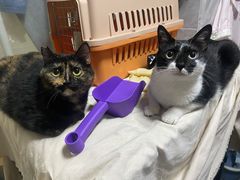 -创凡宠物医院·骨专科  猫科中心(西乡分院)