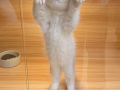 -猫十亿·布偶金渐层·曼基康矮脚猫舍(青年路店)