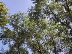 -长白岛森林公园