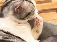 -袖虎·猫馆(体育西路店)