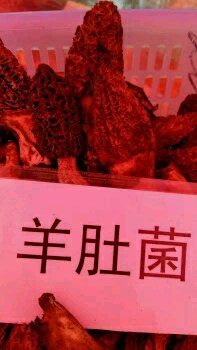 -山大王菌莊