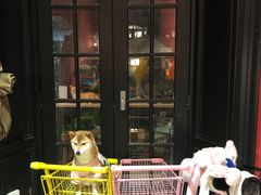-猫色咖啡·猫咖