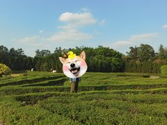 -南沙蒲洲花园