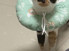 -关爱宠物医院·猫科中心·消化科(滨湖万达分院)