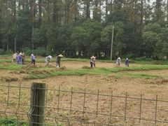 -上海长兴岛郊野公园