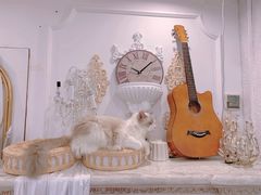 -共舞时光猫咖·狗咖(新街口店)