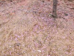-三圣花乡旅游区