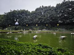 -广州长隆飞鸟乐园