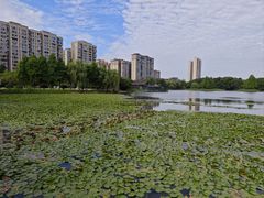 -洋湖国家湿地公园