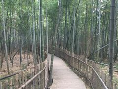 -宁波浙东大竹海景区