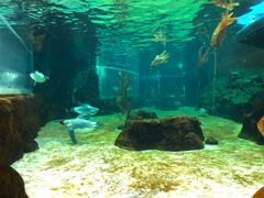 -悉尼海洋生物水族馆