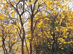 -天适樱花悠乐园