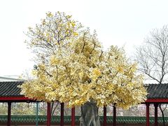 -广东圆玄道观