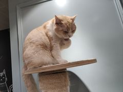 -安格丽娜·狗咖·猫咖羊驼咖(春熙路百盛商场店)