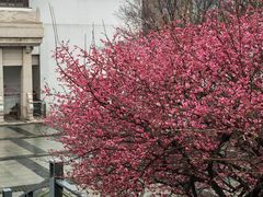 -江宁织造博物馆