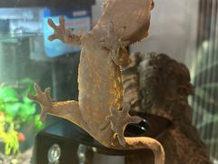 -酷以爬仙阁实体爬宠店·守宫·蜥蜴·专业繁育