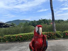 -亚龙湾国际玫瑰谷