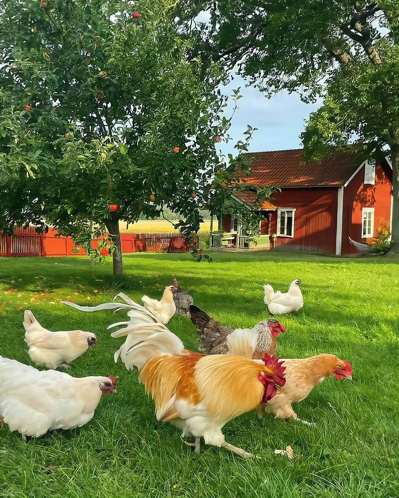 " 向往的田园宁静生活 " 676767