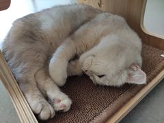-飞行喵MR PILOT|猫舍·猫咖(静安大融城店)