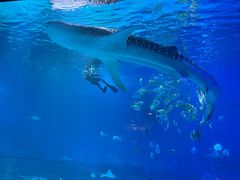 -烟台海昌鲸鲨海洋公园