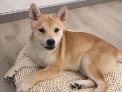 -浣熊柯尔鸭土拨鼠·电玩咖