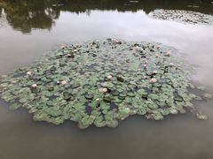 -大湾区中央湿地公园