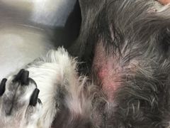 -八公叔叔宠物美容连锁(春申店)