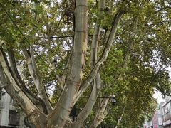 -清心素食自助餐厅(夫子庙店)