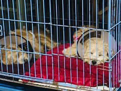 -关爱宠物医院·猫科中心·消化科(滨湖万达分院)