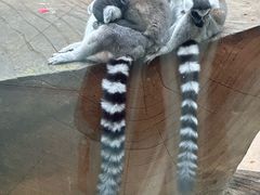 -鄂尔多斯野生动物园