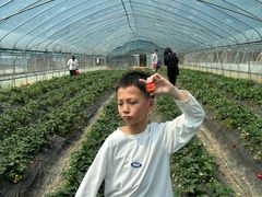 -铁山坪森林公园