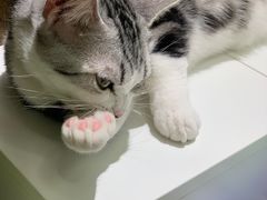 -COLOR PETS 撸猫馆·购猫·猫咖(长风大悦城店)
