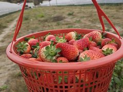 -南宁良凤江国家森林公园