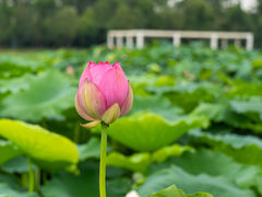 -三圣花乡旅游区