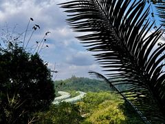 -深圳仙湖植物园