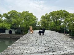-金泽古镇