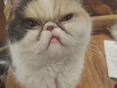 -猫小院猫主题餐厅(南锣旗舰店)