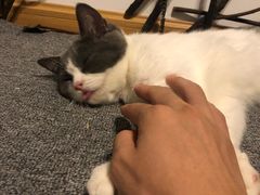 -松果猫咖(桐乡吾悦金街店)