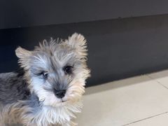 -艾贝尔宠物医院·24H转诊中心·肿瘤猫专科(江宁双龙店)