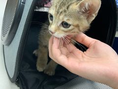 -宠颐生猫科·内科皮肤科(西平世纪城店)