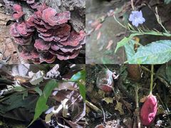 -西双版纳基诺山寨